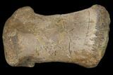 4" Ceratopsian Dinosaur Metatarsal - Alberta (Disposition #000028-29) - #129391-1